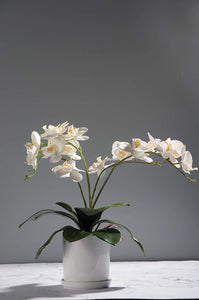Orchids Leaves 6 PCS